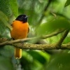 Trupial baltimorsky - Icterus galbula - Baltimore Oriole o1800